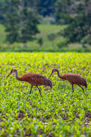 Pair of Sandhill cranes walking through a Wisconsin cornfield with the male having dirt on his beak. Verticalの写真素材