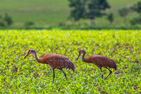 Pair of Sandhill cranes walking through a Wisconsin cornfield with the male having dirt on his beak. Horizontalの写真素材