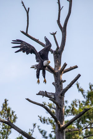 Bald Eagle (Haliaeetus leucocephalus) adult, adout to take off in flight from a dead tree in...