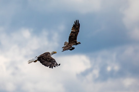 Bald eagle chasing an osprey trying to get the fish he just caught, with copy space, horizontalの写真素材