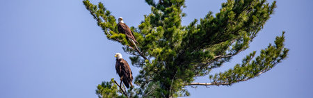 Bald Eagle (Haliaeetus leucocephalus) adult pair, male above female perched in a pine tree branch,...