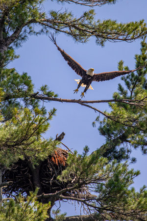 Bald Eagle (Haliaeetus leucocephalus) taking off in flight from a dead tree in northern Wisconsin,...