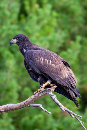 Bald Eagle (Haliaeetus leucocephalus) immature, perched on a branch on the Rainbow Flowage in...