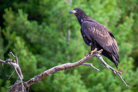 Bald Eagle (Haliaeetus leucocephalus) immature, perched on a branch on the Rainbow Flowage in northern Wisconsin, horizontalの写真素材