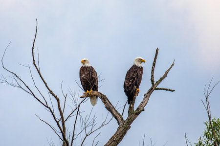 Bald Eagle (Haliaeetus leucocephalus) adult male and female, perched on branches, horizontalの写真素材