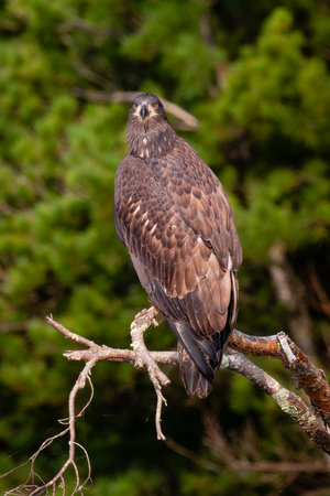 Bald Eagle (Haliaeetus leucocephalus) immature, perched on a branch on the Rainbow Flowage in...