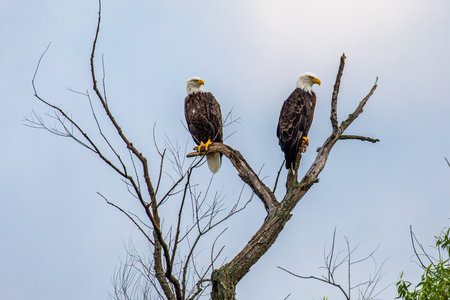 Bald Eagle (Haliaeetus leucocephalus) adult male and female, perched on branches, horizontal