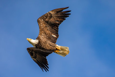 Adult American bald eagle flying in Wisconsin in front of a blue and white sky, vertical