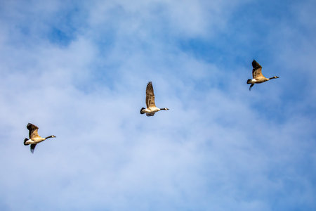 Canada geese (branta canadensis) flying in a blue and white sky, horizontalの写真素材