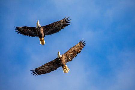 Two adult American bald eagles flying together in Wisconsin in front of a blue and white sky, verticalの写真素材