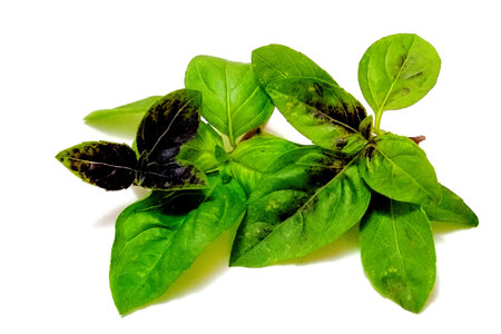 Basil leaves isolated on a white background.の写真素材