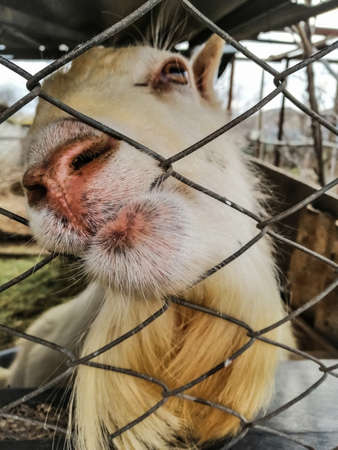 Close-up portrait of a goat through a net in an animal enclosureの写真素材