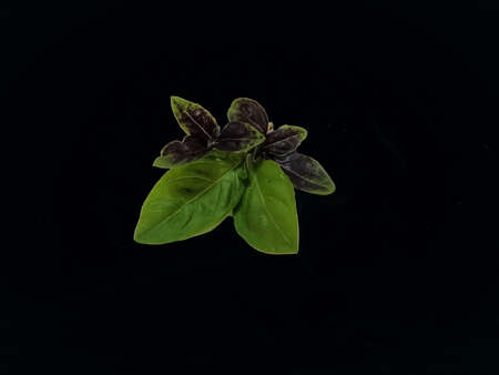On a black background, a dark green and purple basil leaf.の写真素材