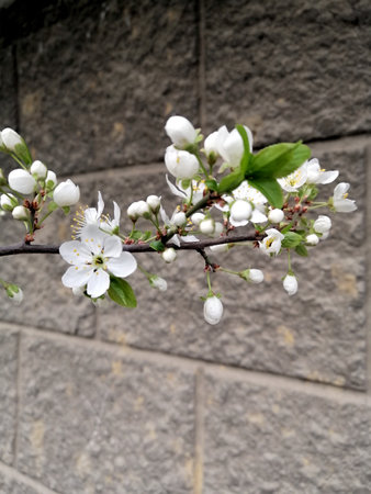 Blossoming branch of cherry on a background of gray stone wall