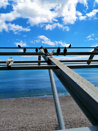 Pigeons sitting on the railing of the bridge by the seaの写真素材