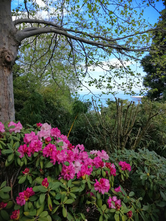 Background of dense vegetation and pink flowering bushes in the foreground, the sea can be seen in the distance.の写真素材