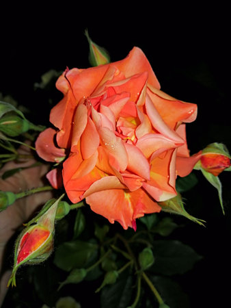 Beautiful orange rose on a black background, close-up.の写真素材
