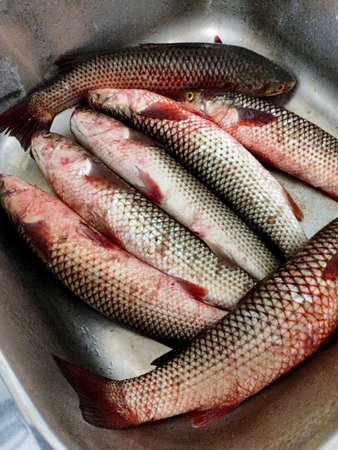 Fresh fish in a pan, ready for cooking. Fresh fish.の写真素材
