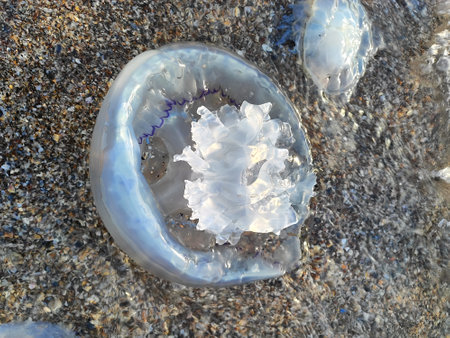 Mediterranean jellyfish close-up on the shore of the Black Seaの写真素材