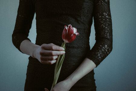 girl holds one red tulip in her hands on a gray backgroundの写真素材