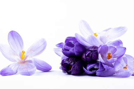 small bouquet of crocus flowers on a white backgroundの写真素材