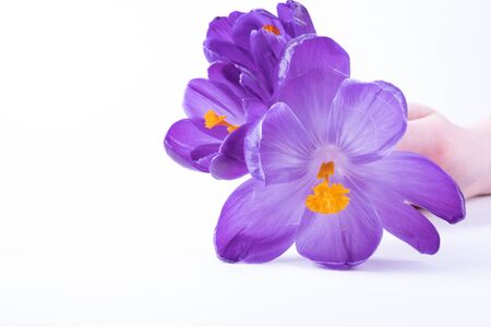 in front of the hand lies a small bouquet of crocus flowers on a white backgroundの写真素材