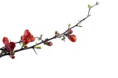 beautiful spring flowers blossomed on a branch on a white backgroundの写真素材