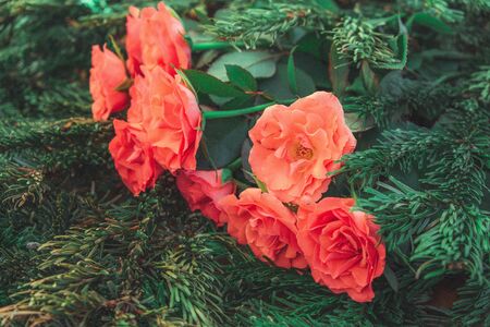 orange roses lie on pine needles, roses, pine, plant, flower petals, flower, blossomの写真素材
