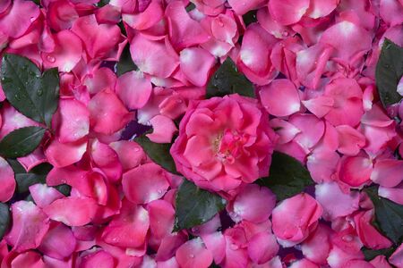 bright pink roses and rose petals laid out for the bath