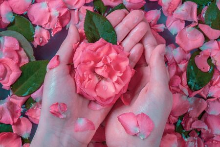 pink rose bud in hand, spa and water treatments from rose petals, nearの写真素材