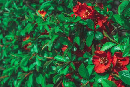 flowering shrub with red flowers and bright green leaves in springの写真素材