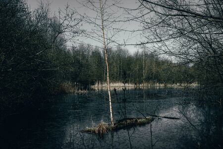 lonely tree on an island in the middle of a wild lake in springの写真素材