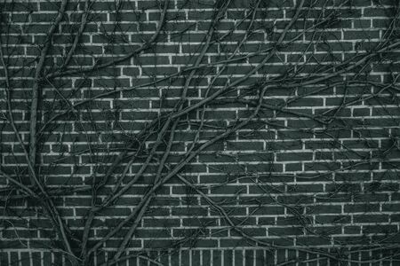 black and white photo, perennial ivy encircled an old brick wall in spring
