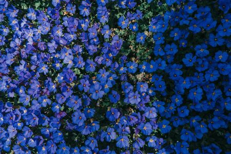 glade of dark blue spring flowers in the sunshine in spring