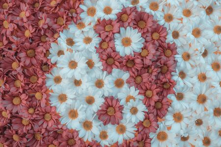 pink and white chrysanthemums made a drawing of yin and yang in the morning lightの写真素材