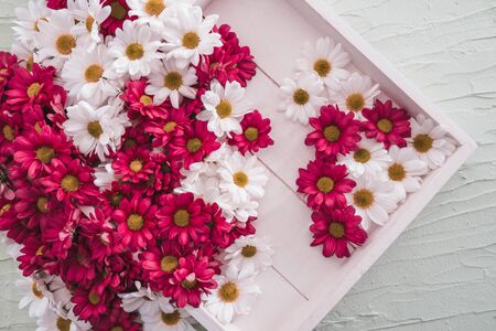 red and white chrysanthemums lie on a wooden tray on the table