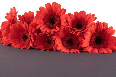 large bouquet of red gerbera on the table, very close on a white backgroundの写真素材