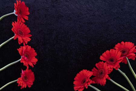 gerbera flowers are located on the table on the side on a blue backgroundの写真素材