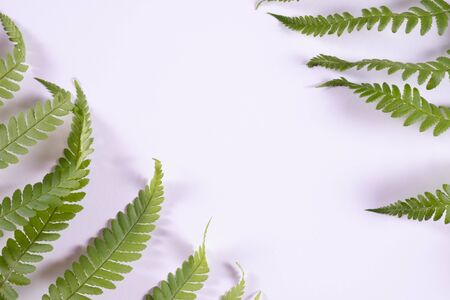 delicate fern branches lay on the wall on a gray backgroundの写真素材