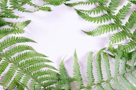 fern branches laid a frame on a gray wall on a gray backgroundの写真素材