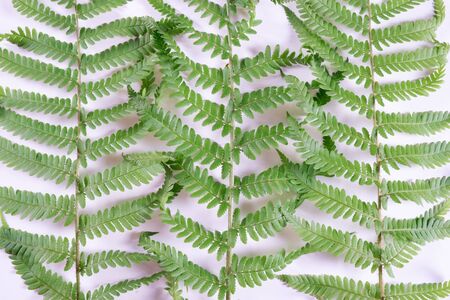 ancient fern branches lay on a gray wall on a gray backgroundの写真素材