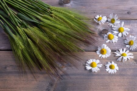 composition of green barley and healing chamomile on a table on a wooden backgroundの写真素材
