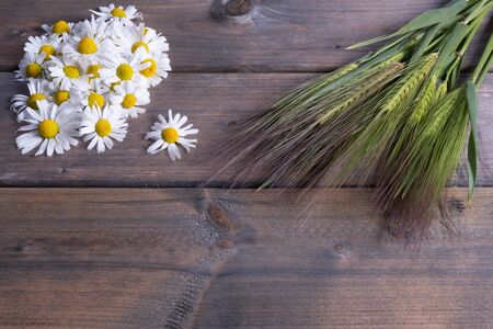 collected chamomile flowers and fresh ears of barley on a table on a wooden backgroundの写真素材