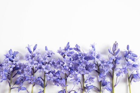 spring purple flowers below on a table on a white backgroundの写真素材
