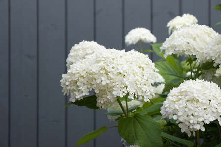 hydrangea bush, with small white flowers on a blue-gray background