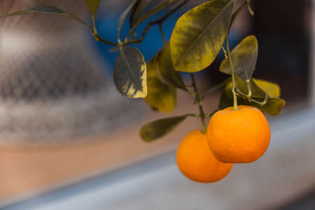 Calamondina fruits are bright yellow, juicy and ripe Calamondina, growing in the winter garden, close-upの写真素材