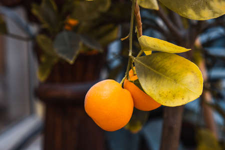 juicy and ripe calamondina fruit in the winter garden and close-upの写真素材