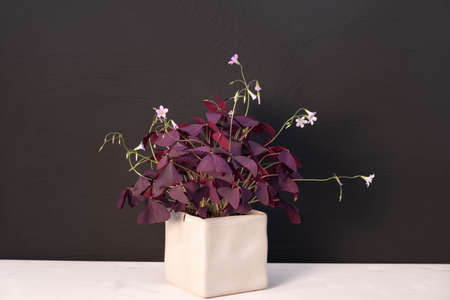 houseplant oxalis in a square, beige pot on a black backgroundの写真素材