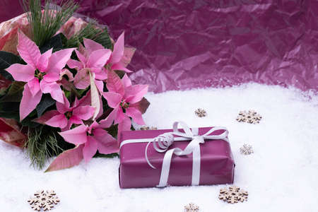 christmas flower beside gift in snow on pink backgroundの写真素材