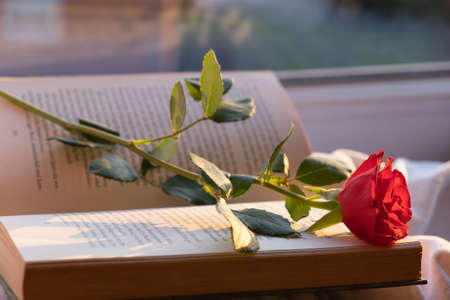 on the windowsill lies a book and on it a red rose, at sunset
